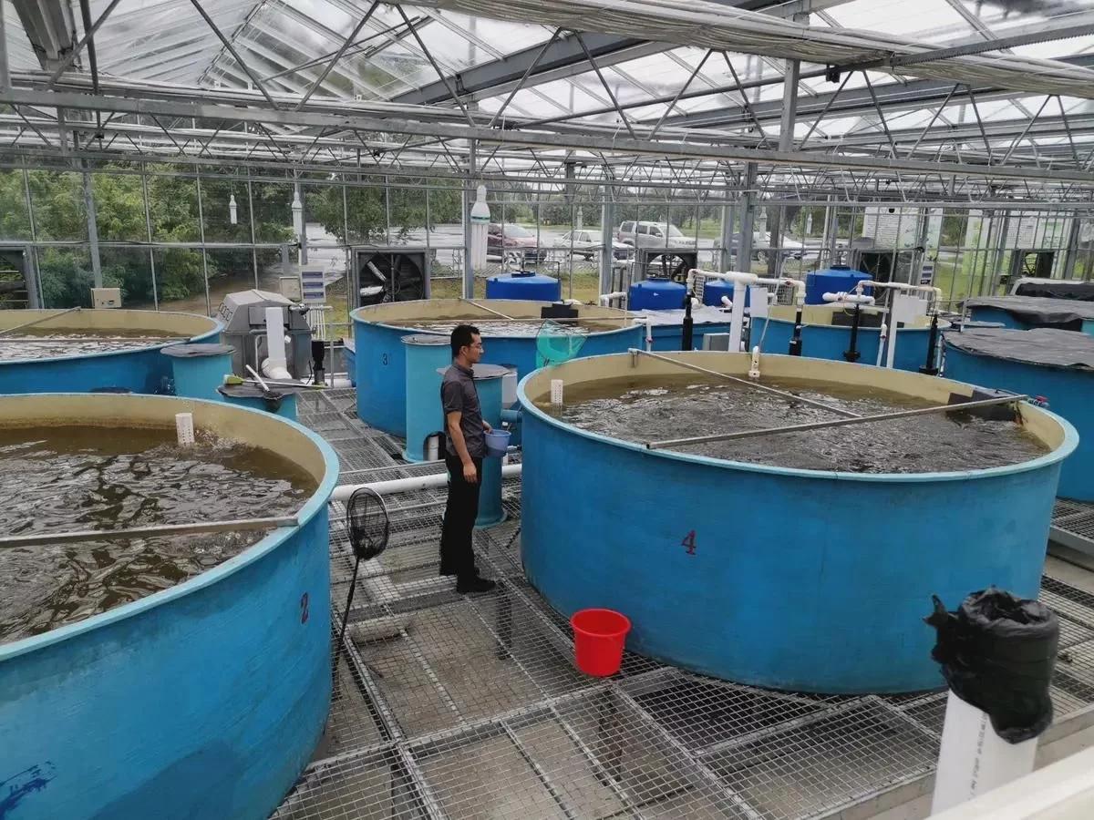 臭氧在水產養(yǎng)殖水處理中應用